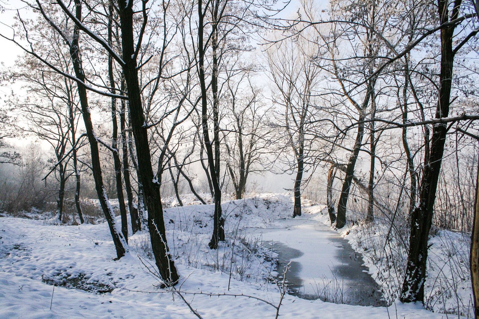 Starodrzew, Bochnia