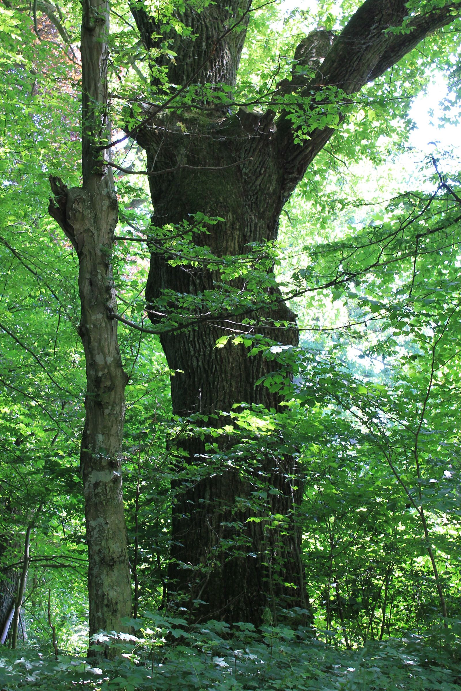 Park pałacowy, Głodowa
