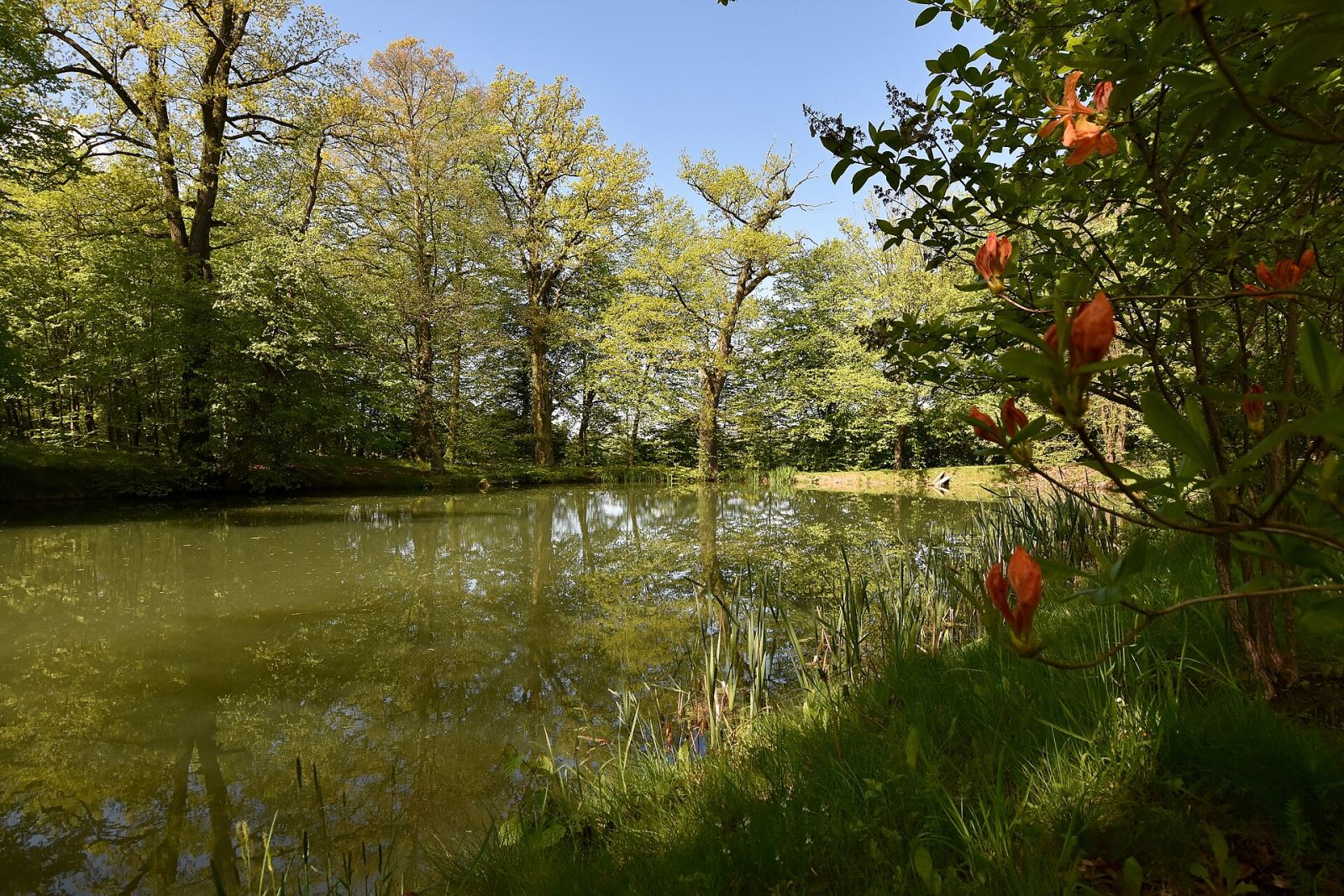 Park, Bistuszowa
