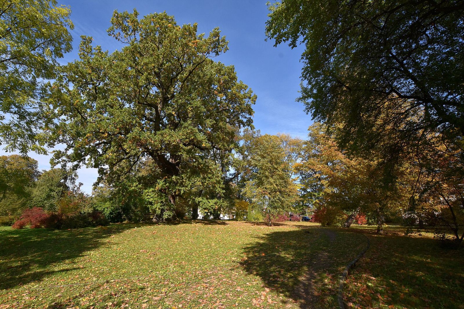 Park, Kobylany