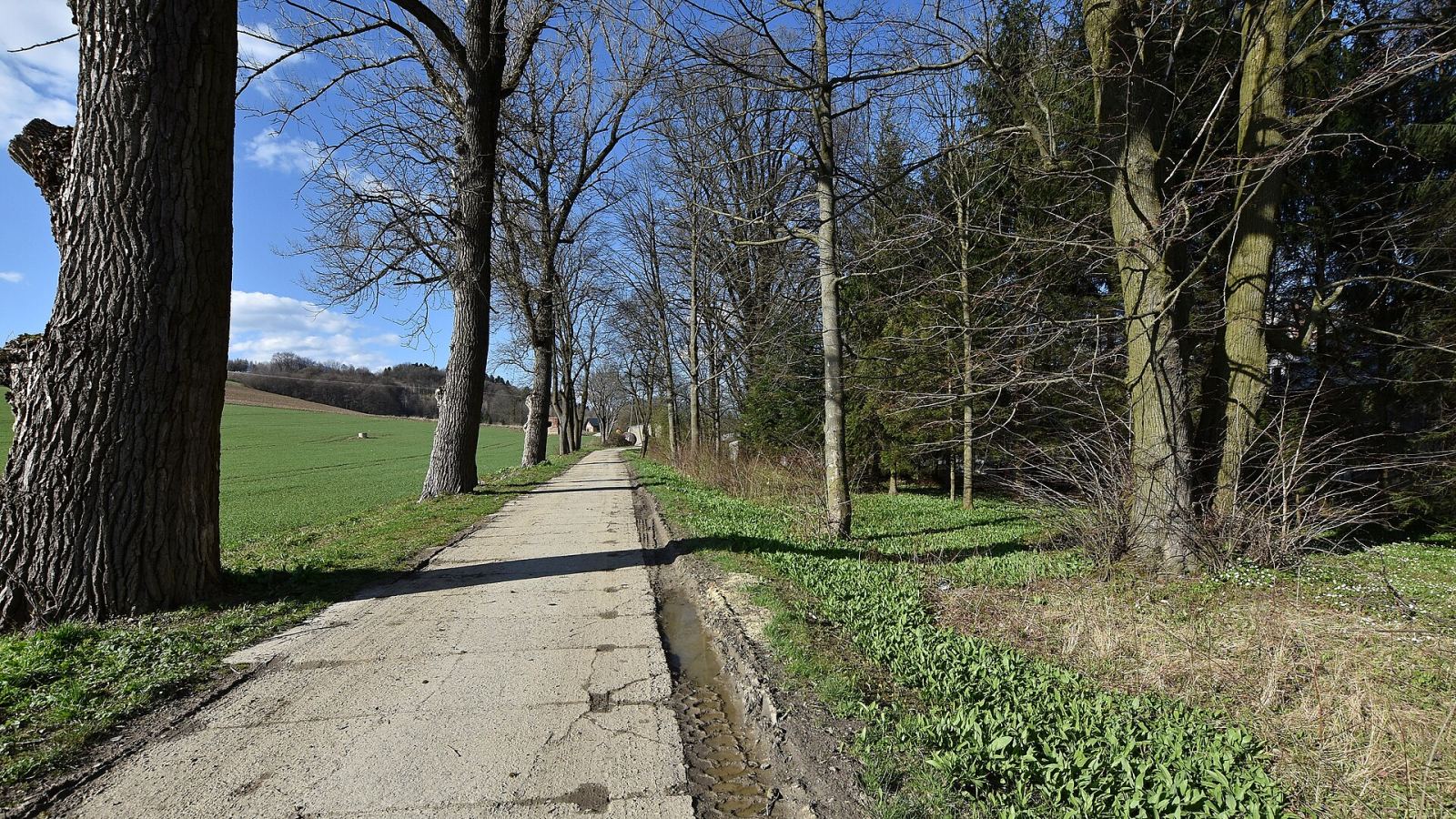 Park, Jasionów