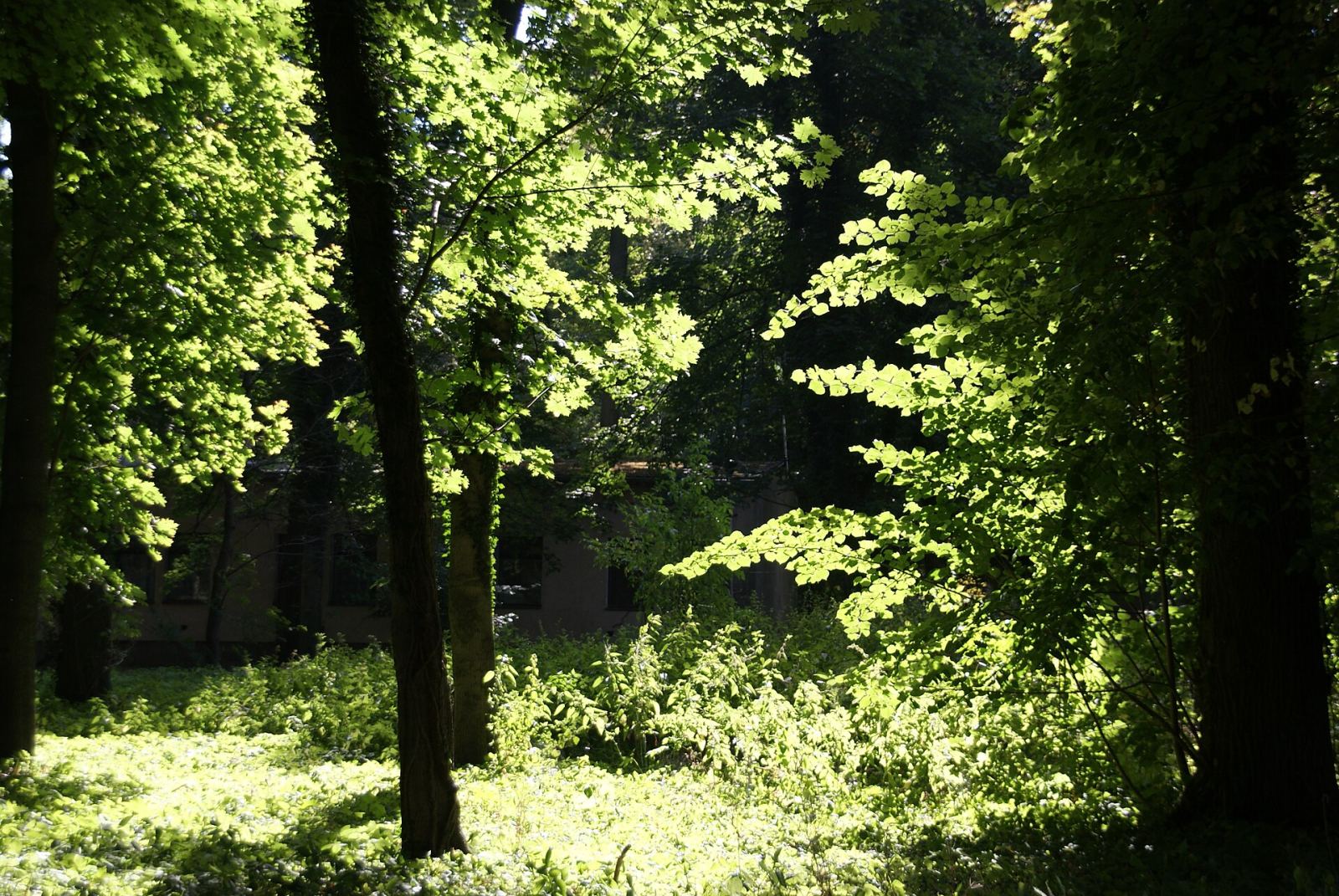 Park, Stary Tomyśl