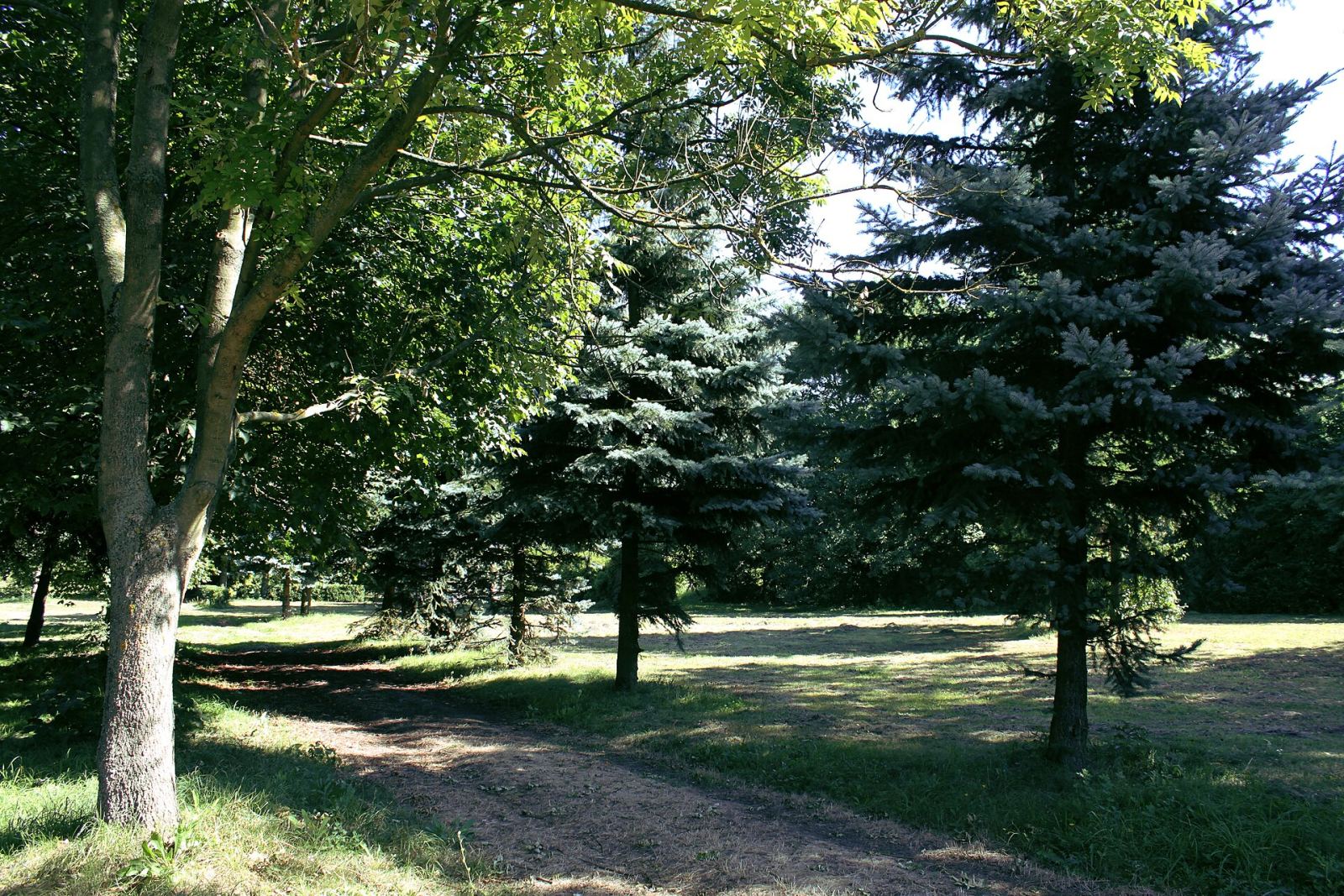 Park dworski, Seroczki