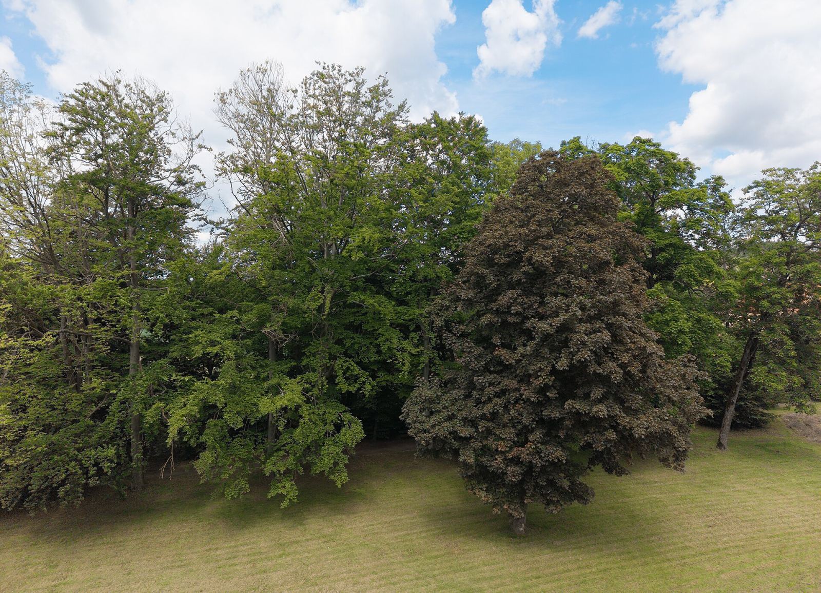Park, Nowy Waliszów