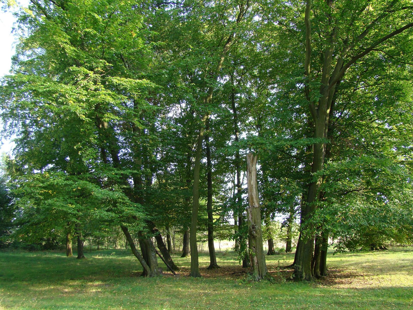 Park podworski, krajobrazowy, Dobrenice
