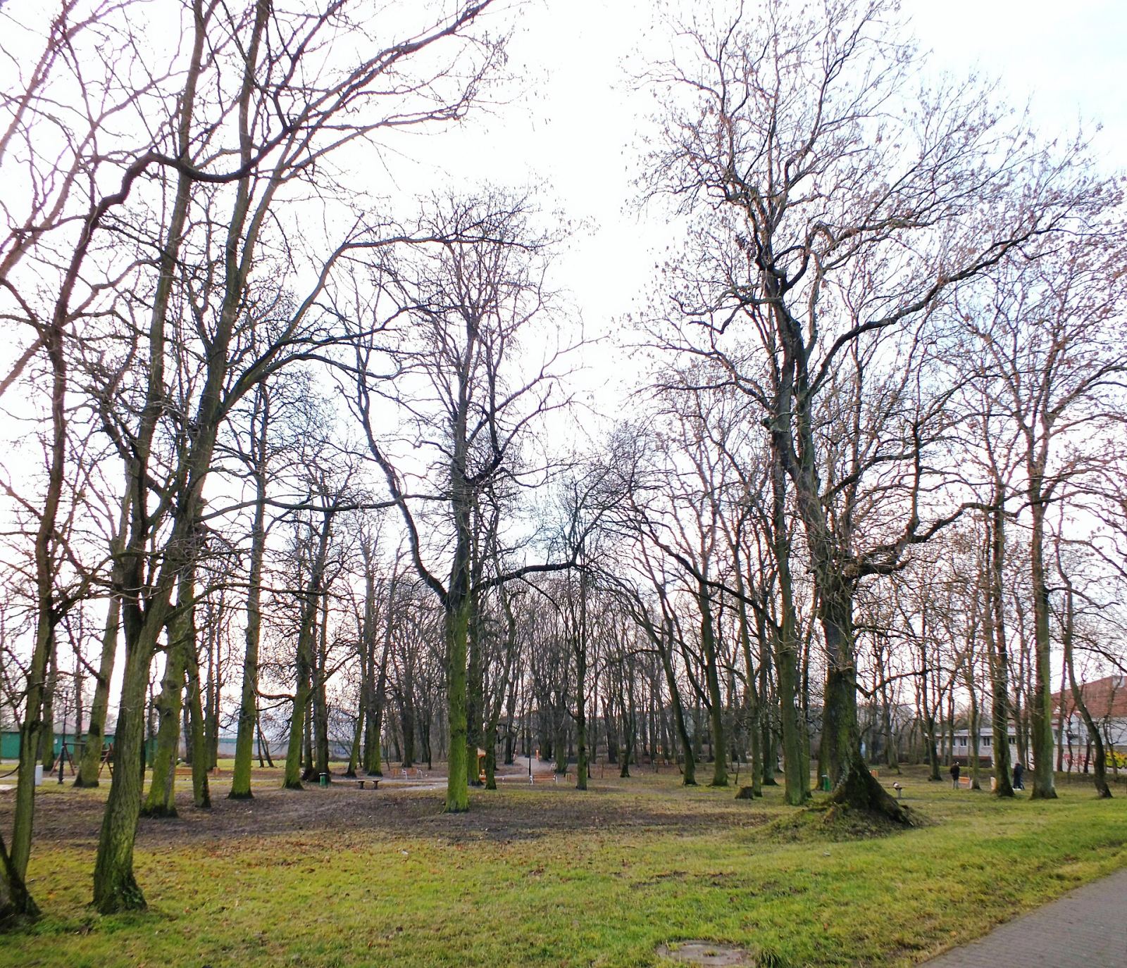 Park dworski, krajobrazowy, Skórzewo